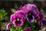 Pansy Giant Panda Rose with Blotch