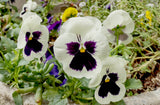 Pansy Giant Panda White with Blotch
