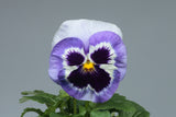 Pansy Giant Panda Marina with Blotch