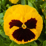 Pansy Giant Panda Yellow with Blotch