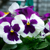 Pansy Giant Panda Blue/White with Blotch