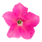 Petunia Big Blossom Pink