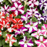 Petunia Marvellous Star Mix