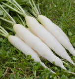 Radish Chetki Long