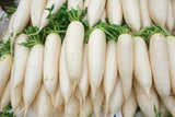 Radish F1 Hybrid Classic White