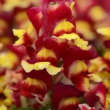 Antirrhinum Two Lipped Red Bicolor