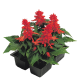 Salvia Splex Red