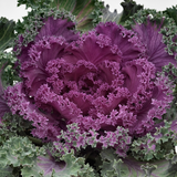 Kale Scallop Deep Red