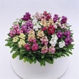 Stock Matthiola Merida Mix
