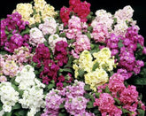 Stock Matthiola Merida Mix
