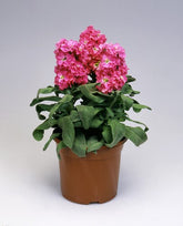 Stock Matthiola Merida Pink