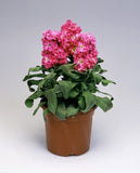 Stock Matthiola Merida Pink