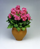 Stock Matthiola Merida Pink