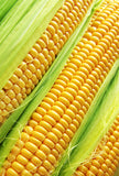 Sweet Corn Hybrid Super Sweet Corn