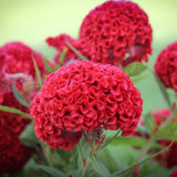 Celosia Cristata Panoply Red