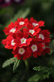 Verbena Citrine Red with Eye