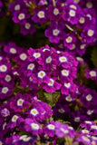 Verbena Citrine Violet with Eye