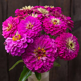 Zinnia Dwarf Double Purple