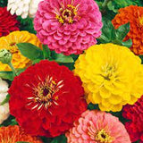 Zinnia Florazinn Mix