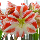 Amaryllis Lily