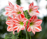 Amaryllis Lily