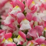Antirrhinum Two Lipped Coral Bicolor