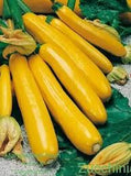 Zuchini