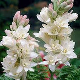 Rajnigandha / Tuberose