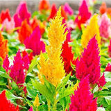 Celosia Plumosa Flamelet Mix