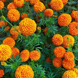 African Marigold Summer Spl Double Orange