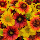 Gaillardia Aristata Yellow Flame