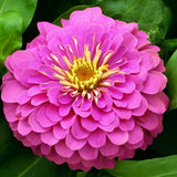 Zinnia Dwarf Double Pink