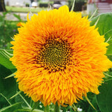 Sunflower Dwarf Double Yellow