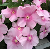 Vinca Thespian Icy Pink