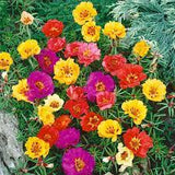Portulaca Sunbathe Mix