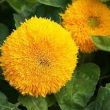Sunflower Dwarf Double Yellow