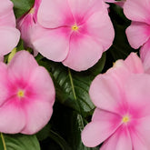 Vinca Thespian Icy Pink