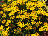Coreopsis KS Spl Yellow