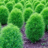 Kochia Burning Bush Green