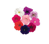 Petunia Big Blossom Mix