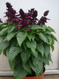 Salvia Denso Purple