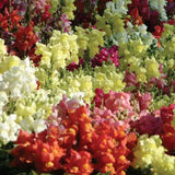 Antirrhinum Two Lipped Mix