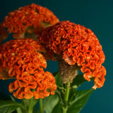 Celosia Cristata Panoply Orange