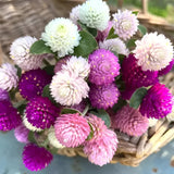 Gomphrena Globosa Mix