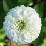 Zinnia Dwarf Double White