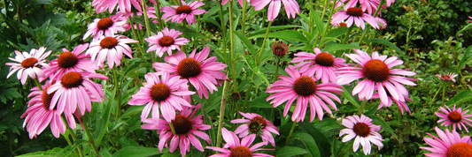 Sow and grow <br><p class="blog-text-new">How to grow seeds</p>