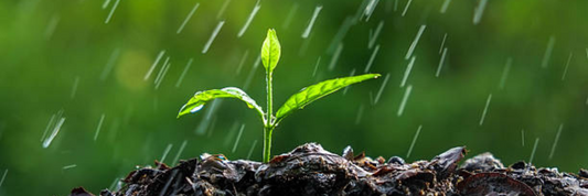 Rainy Roots <br><p class="blog-text-new">How to maintain plants in the rainy Season</p>