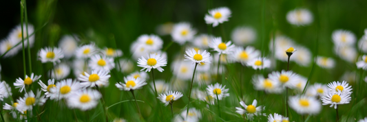 Summer care<br> <p class="blog-text-new">How to maintain plants in summers</p>