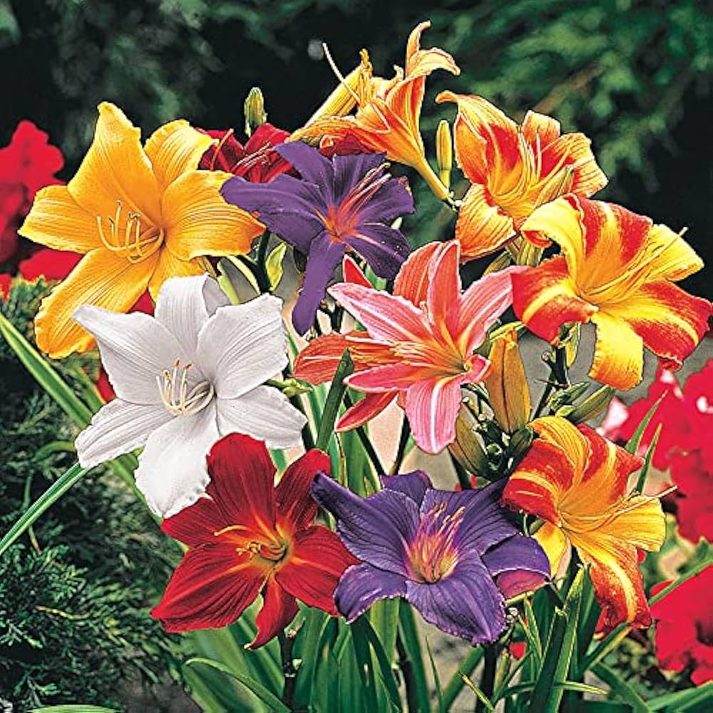Day Lily