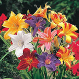 Day Lily